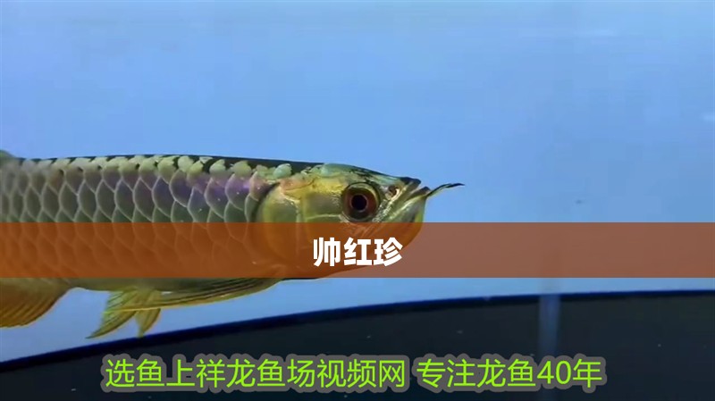 帥紅珍 帥紅珍 全國水族館企業(yè)名錄