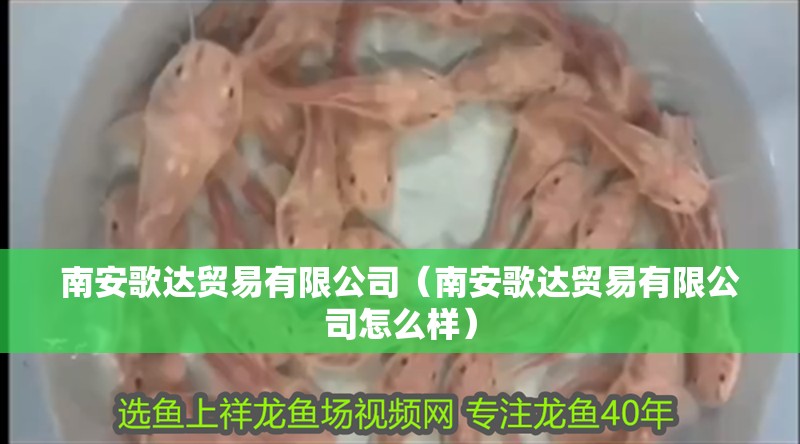 南安歌達貿易有限公司（南安歌達貿易有限公司怎么樣）