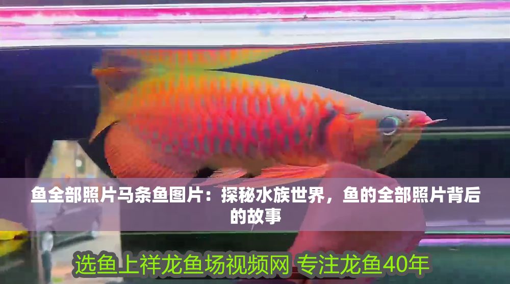 魚全部照片馬條魚圖片：探秘水族世界，魚的全部照片背后的故事