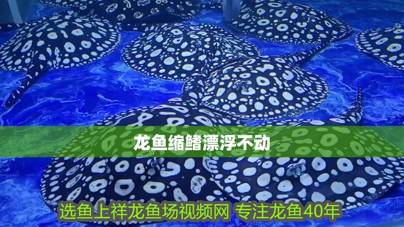 龍魚縮鰭漂浮不動