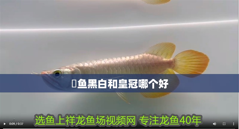 魟魚黑白和皇冠哪個(gè)好