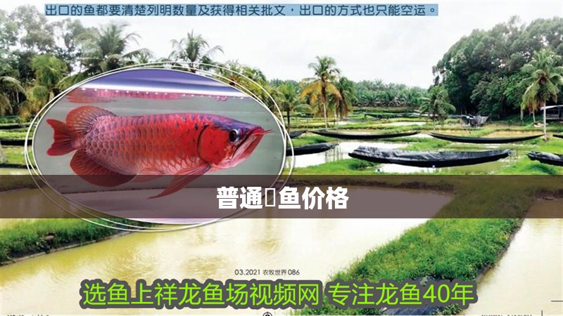 普通魟魚價(jià)格