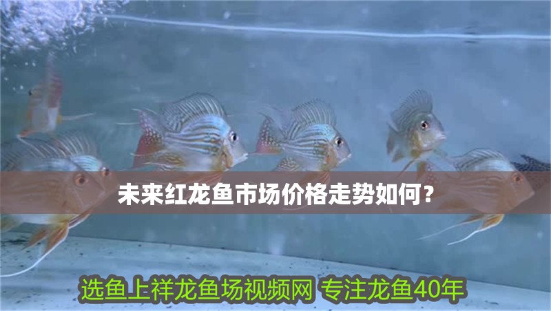 未來紅龍魚市場價格走勢如何？