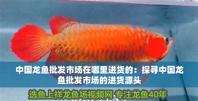 中國龍魚批發市場在哪里進貨的：探尋中國龍魚批發市場的進貨源頭