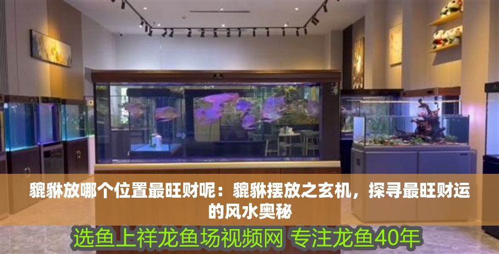 貔貅放哪個(gè)位置最旺財(cái)呢：貔貅擺放之玄機(jī)，探尋最旺財(cái)運(yùn)的風(fēng)水奧秘