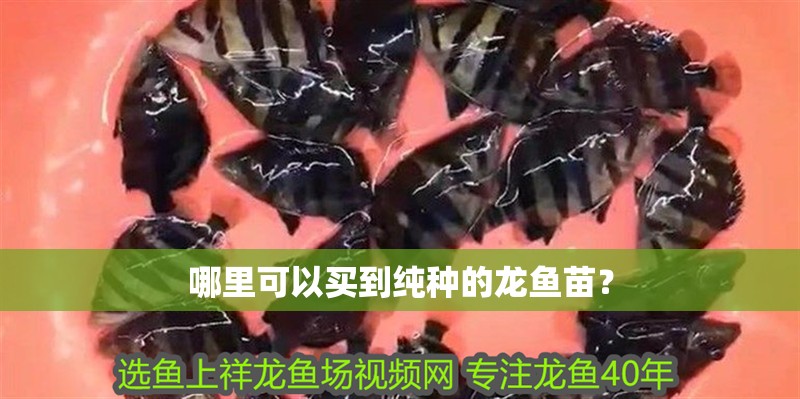 哪里可以買到純種的龍魚苗？