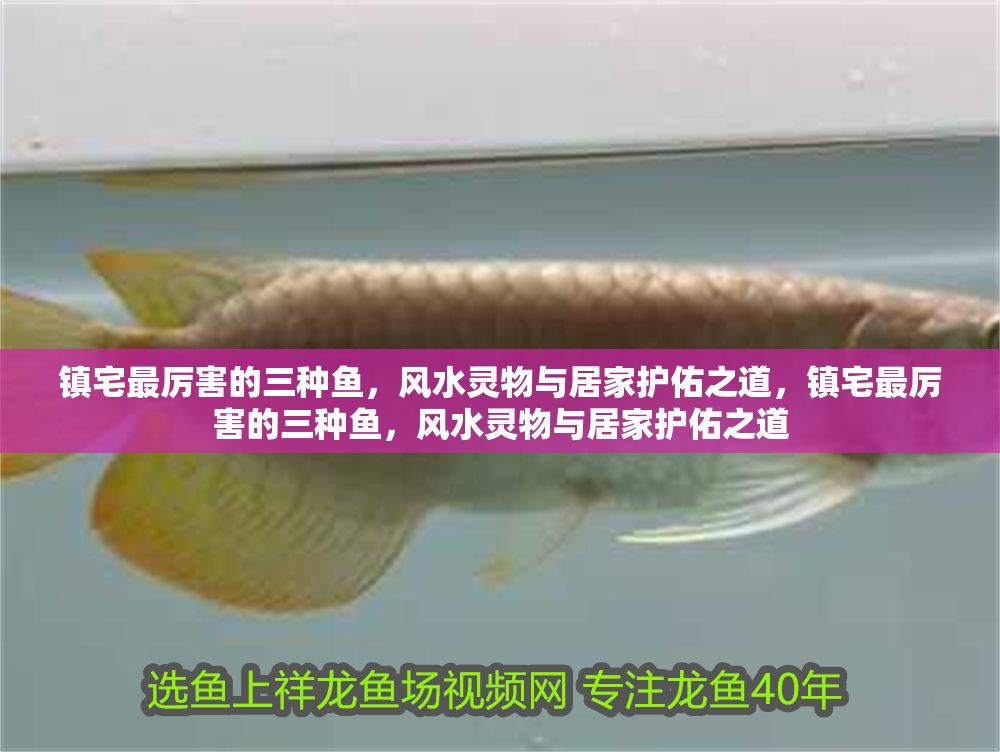 鎮宅最厲害的三種魚，風水靈物與居家護佑之道，鎮宅最厲害的三種魚，風水靈物與居家護佑之道