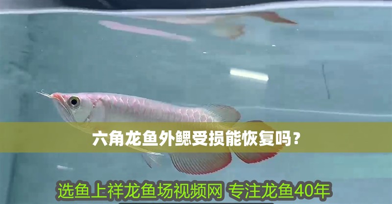 六角龍魚外鰓受損能恢復(fù)嗎？
