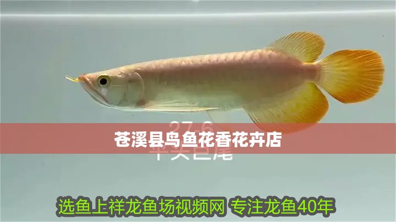 蒼溪縣鳥魚花香花卉店 蒼溪縣鳥魚花香花卉店 全國水族館企業名錄 第1張