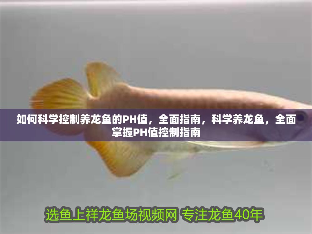 如何科學控制養(yǎng)龍魚的PH值，全面指南，科學養(yǎng)龍魚，全面掌握PH值控制指南