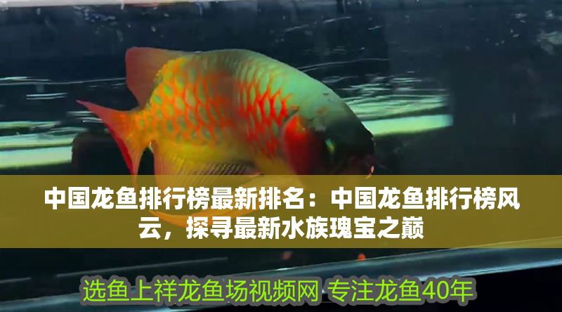 中國龍魚排行榜最新排名：中國龍魚排行榜風云，探尋最新水族瑰寶之巔