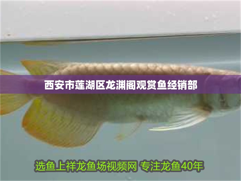 西安市蓮湖區龍淵閣觀賞魚經銷部