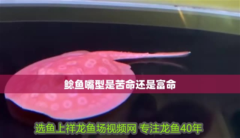 鯰魚嘴型是苦命還是富命