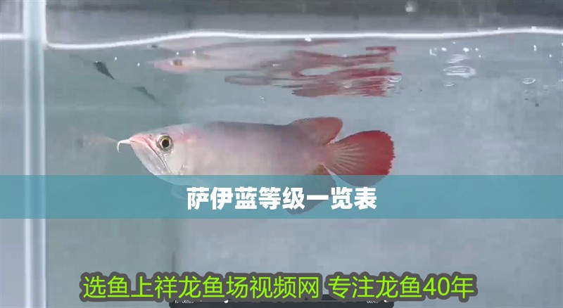 薩伊藍(lán)等級(jí)一覽表