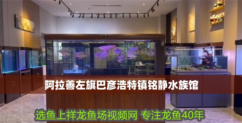 阿拉善左旗巴彥浩特鎮銘靜水族館