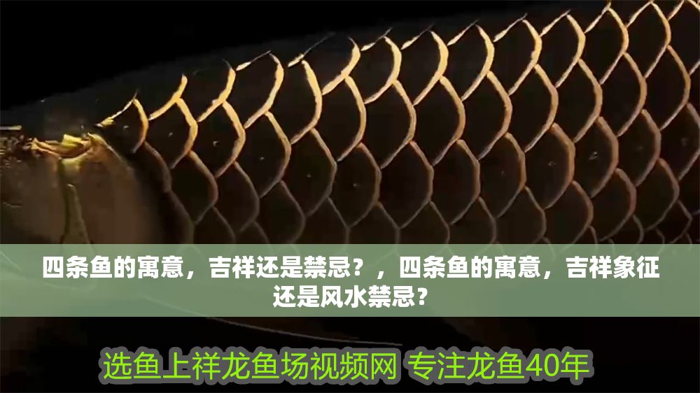 四條魚的寓意,吉祥還是禁忌?,四條魚的寓意,吉祥象征還是風水禁忌? 龍魚百科 第1張 四條魚的寓意,吉祥還是禁忌?,四條魚的寓意,吉祥象征還是風水禁忌? 四條魚的寓意,吉祥還是禁忌?,四條魚的寓意,吉祥象征還是風水禁忌? 龍魚百科 第1張