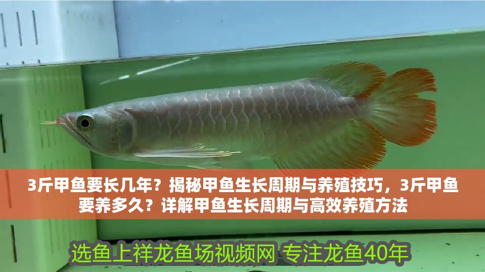 3斤甲魚要長幾年？揭秘甲魚生長周期與養(yǎng)殖技巧，3斤甲魚要養(yǎng)多久？詳解甲魚生長周期與高效養(yǎng)殖方法