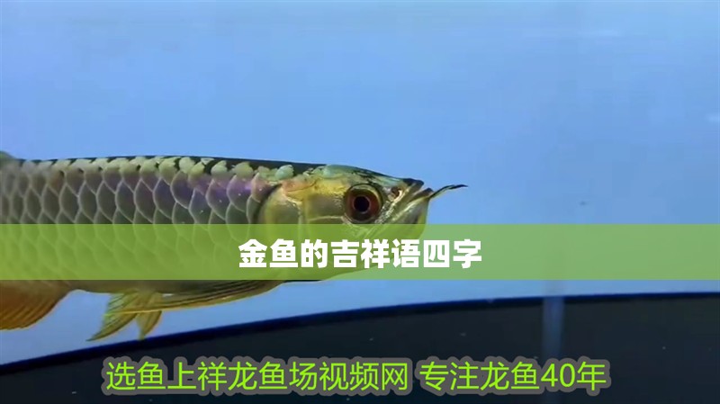 金魚的吉祥語四字