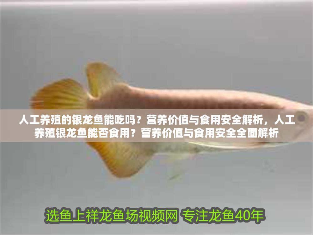 人工養殖的銀龍魚能吃嗎？營養價值與食用安全解析，人工養殖銀龍魚能否食用？營養價值與食用安全全面解析