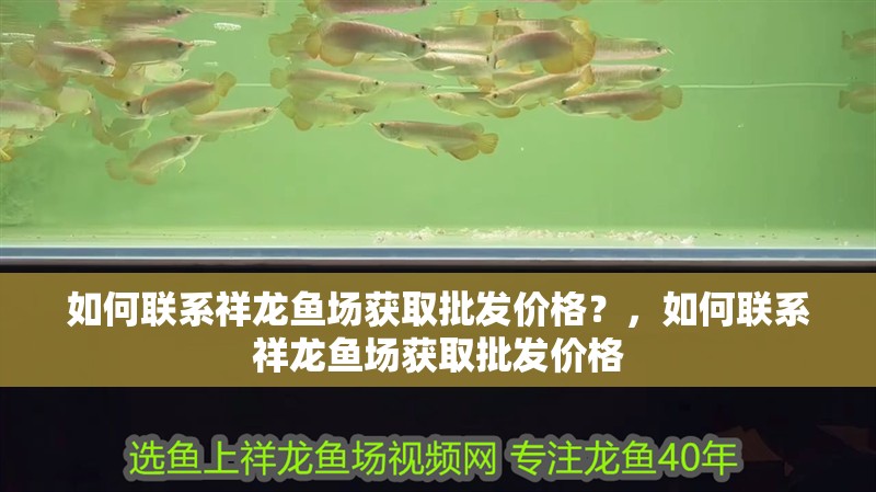 如何聯系祥龍魚場獲取批發價格？，如何聯系祥龍魚場獲取批發價格 如何聯系祥龍魚場獲取批發價格？，如何聯系祥龍魚場獲取批發價格 龍魚百科