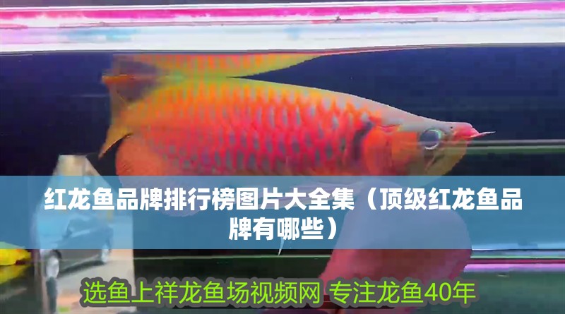 紅龍魚(yú)品牌排行榜圖片大全集（頂級(jí)紅龍魚(yú)品牌有哪些）