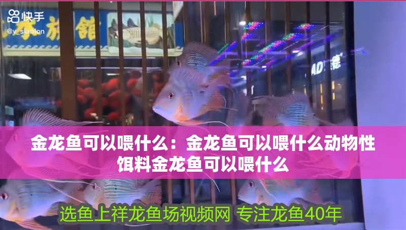 金龍魚可以喂什么：金龍魚可以喂什么動物性餌料金龍魚可以喂什么