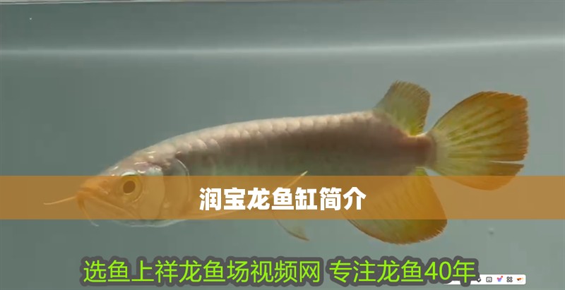 潤寶龍魚缸簡介