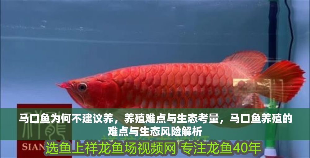 馬口魚為何不建議養(yǎng)，養(yǎng)殖難點(diǎn)與生態(tài)考量，馬口魚養(yǎng)殖的難點(diǎn)與生態(tài)風(fēng)險(xiǎn)解析