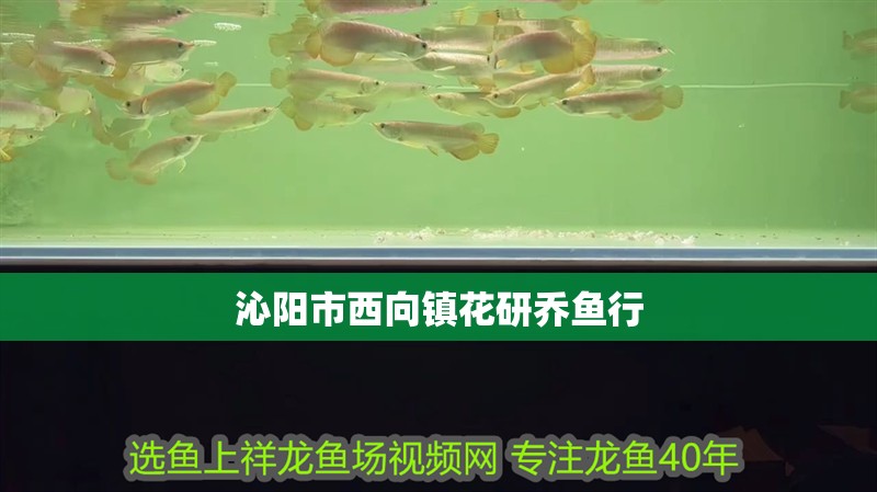 沁陽(yáng)市西向鎮(zhèn)花研喬魚(yú)行
