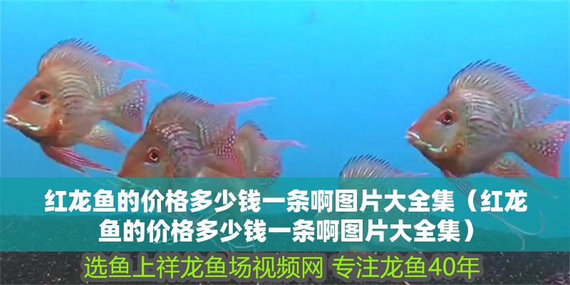 紅龍魚的價格多少錢一條啊圖片大全集（紅龍魚的價格多少錢一條啊圖片大全集）