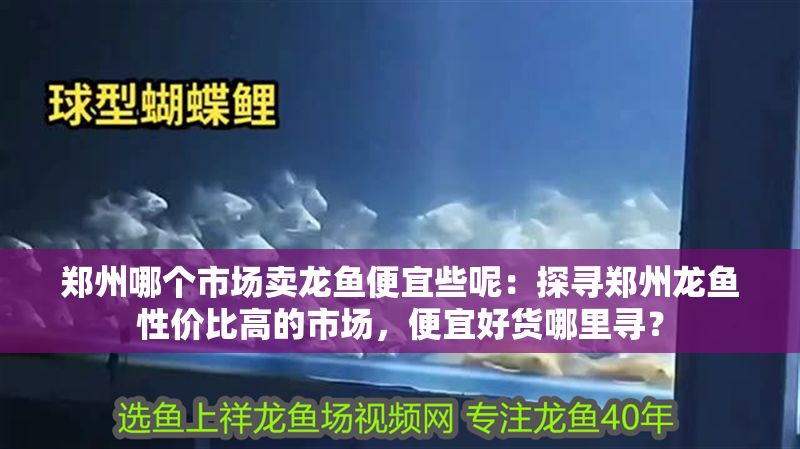 鄭州哪個市場賣龍魚便宜些呢：探尋鄭州龍魚性價比高的市場，便宜好貨哪里尋？