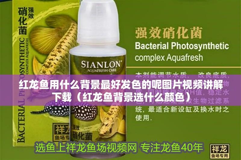 紅龍魚用什么背景最好發色的呢圖片視頻講解下載（紅龍魚背景選什么顏色）