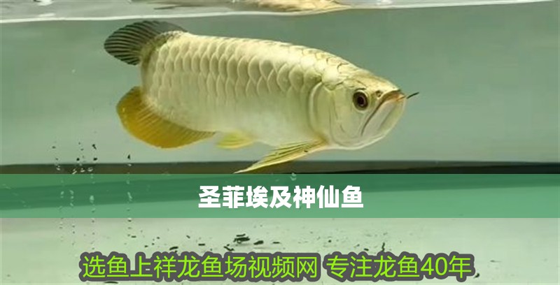 圣菲埃及神仙魚