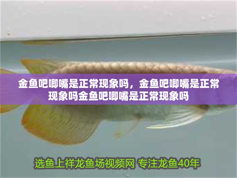 金魚吧唧嘴是正常現(xiàn)象嗎，金魚吧唧嘴是正常現(xiàn)象嗎金魚吧唧嘴是正常現(xiàn)象嗎
