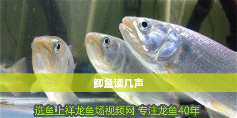 鯽魚讀幾聲