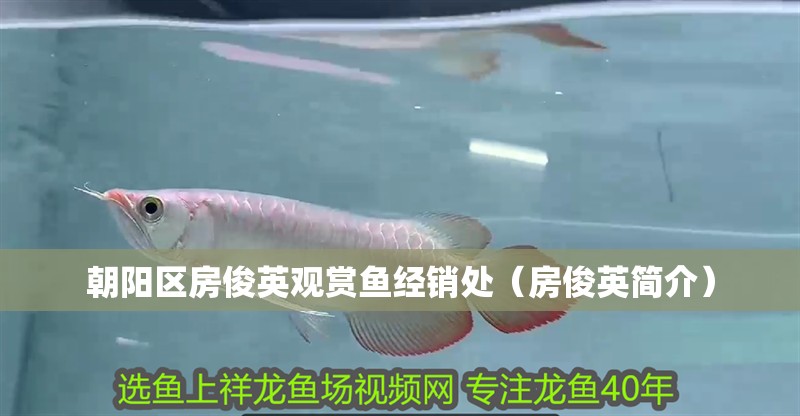 朝陽區房俊英觀賞魚經銷處（房俊英簡介）