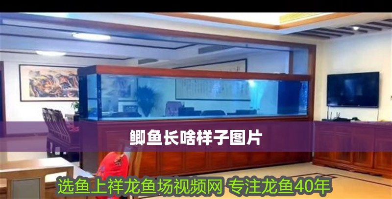 鯽魚(yú)長(zhǎng)啥樣子圖片