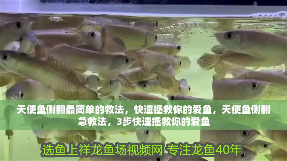 天使魚側翻最簡單的救法，快速拯救你的愛魚，天使魚側翻急救法，3步快速拯救你的愛魚