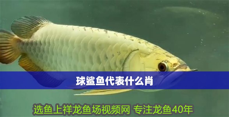 球鯊魚(yú)代表什么肖