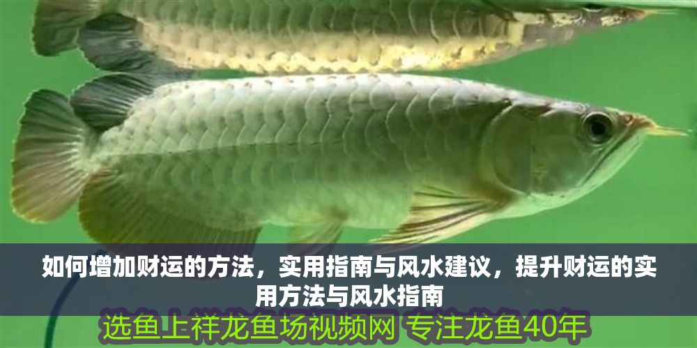 如何增加財運的方法，實用指南與風水建議，提升財運的實用方法與風水指南