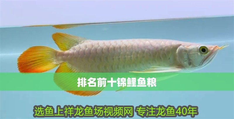 排名前十錦鯉魚糧