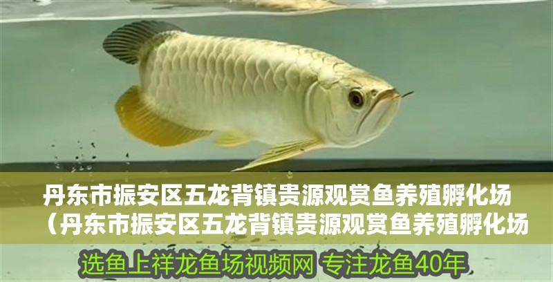 丹東市振安區五龍背鎮貴源觀賞魚養殖孵化場（丹東市振安區五龍背鎮貴源觀賞魚養殖孵化場電話）