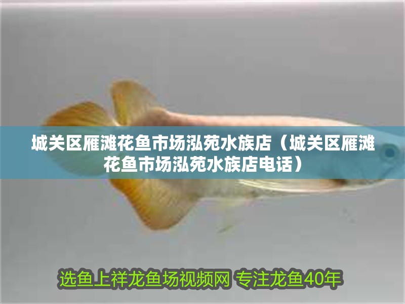城關區雁灘花魚市場泓苑水族店（城關區雁灘花魚市場泓苑水族店電話）