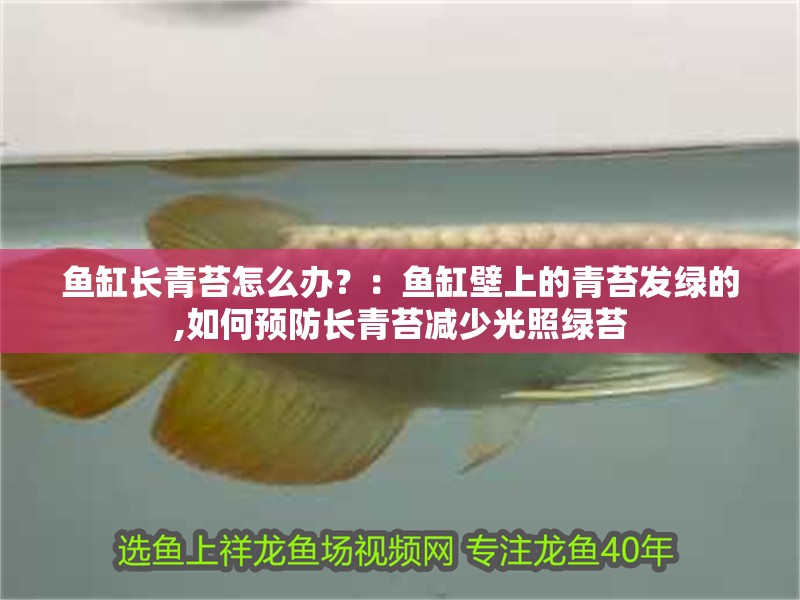 魚缸長青苔怎么辦？：魚缸壁上的青苔發綠的,如何預防長青苔減少光照綠苔