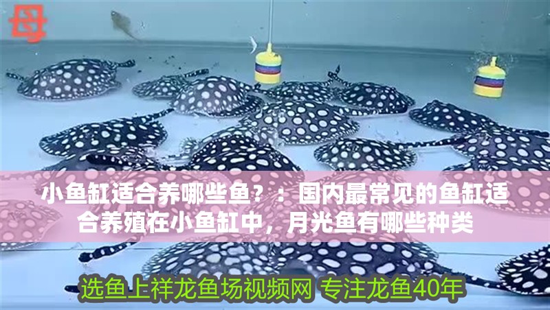 小魚缸適合養哪些魚？：國內最常見的魚缸適合養殖在小魚缸中，月光魚有哪些種類