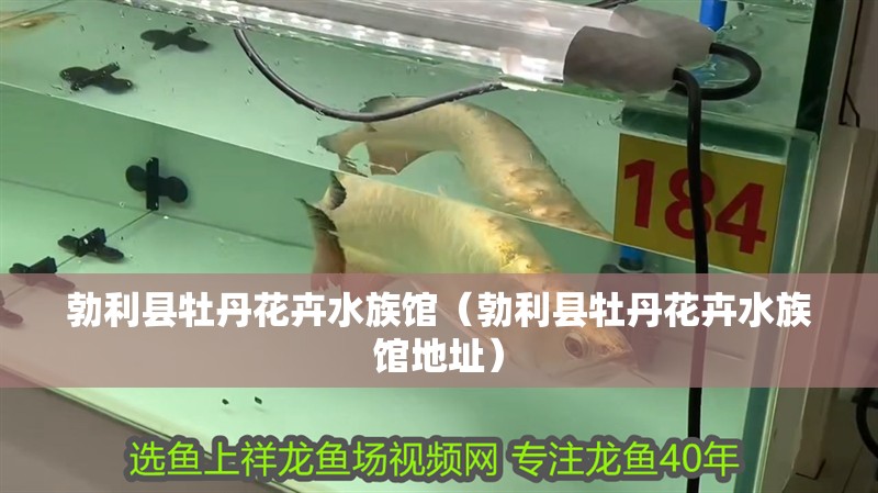 勃利縣牡丹花卉水族館（勃利縣牡丹花卉水族館地址）