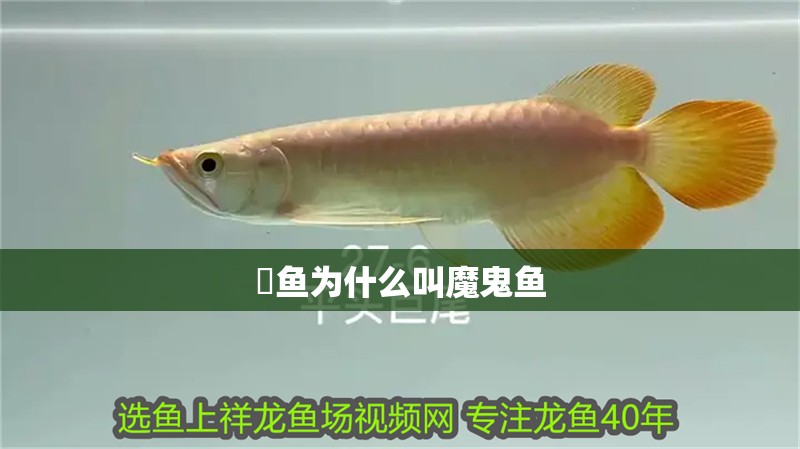 魟魚為什么叫魔鬼魚