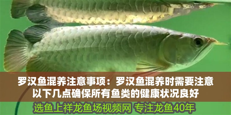 羅漢魚混養注意事項：羅漢魚混養時需要注意以下幾點確保所有魚類的健康狀況良好