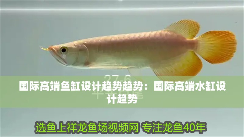 國際高端魚缸設計趨勢趨勢：國際高端水缸設計趨勢