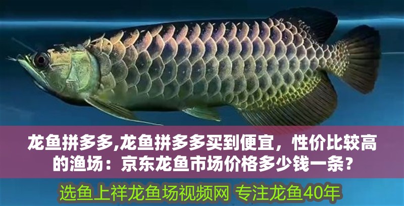 龍魚(yú)拼多多,龍魚(yú)拼多多買(mǎi)到便宜，性價(jià)比較高的漁場(chǎng)：京東龍魚(yú)市場(chǎng)價(jià)格多少錢(qián)一條？